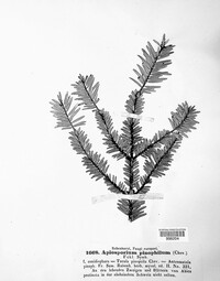 Apiosporium pinophilum image